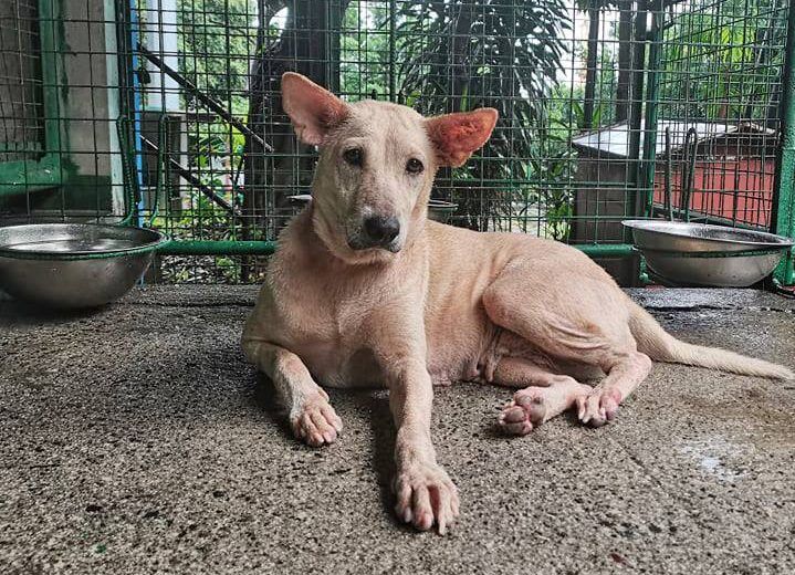 Male Dog Desexing Female Cat Desexing Price How Much To Desex Male